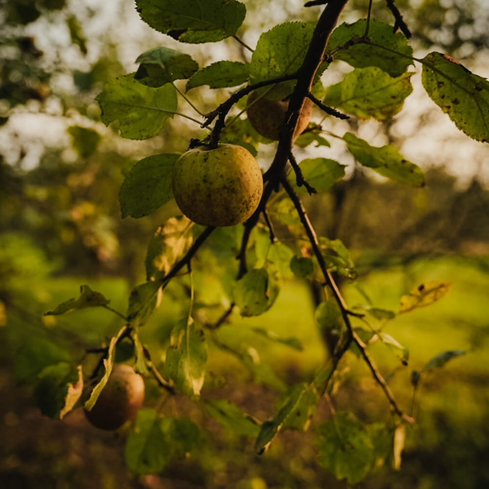Prawdziwy żywy ocet jabłkowy